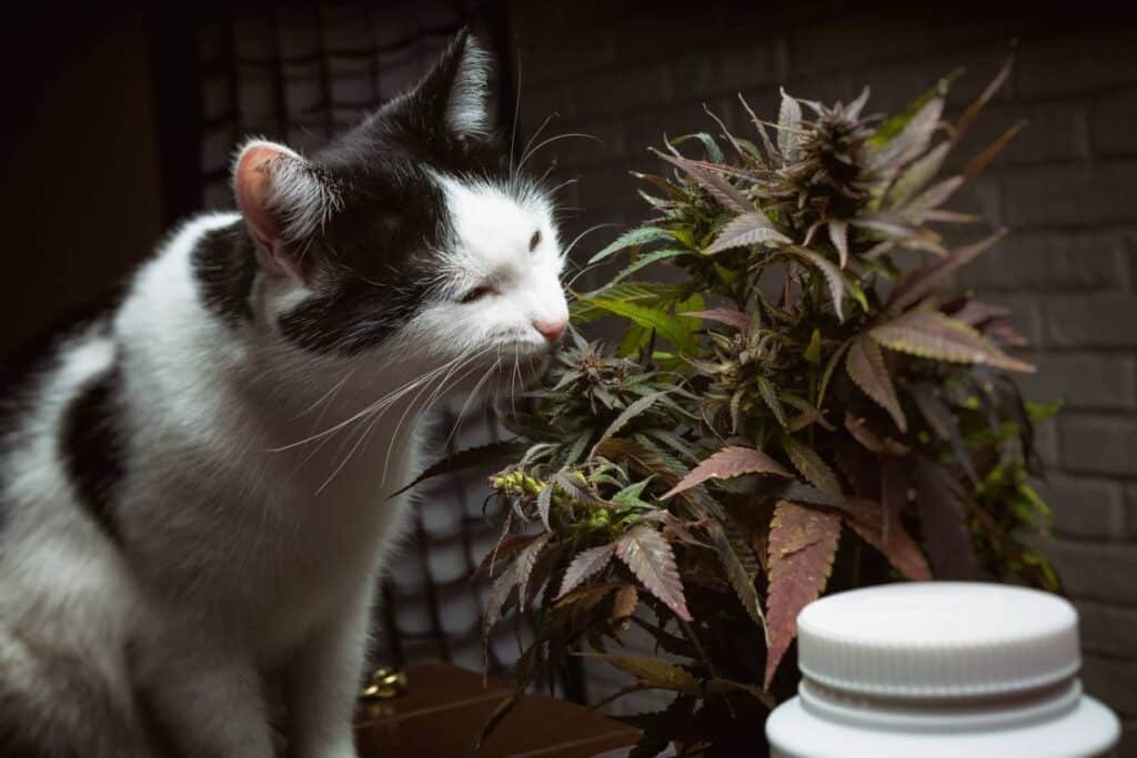 chat et plante de cannabis cbd