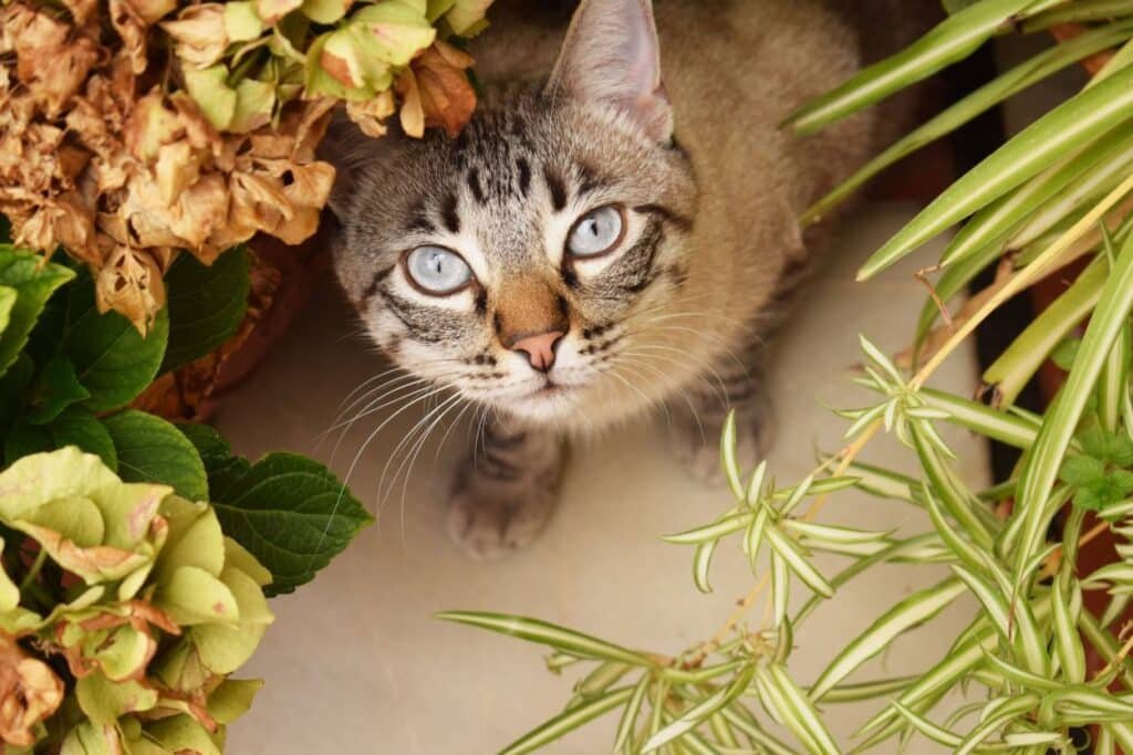 chat cbd