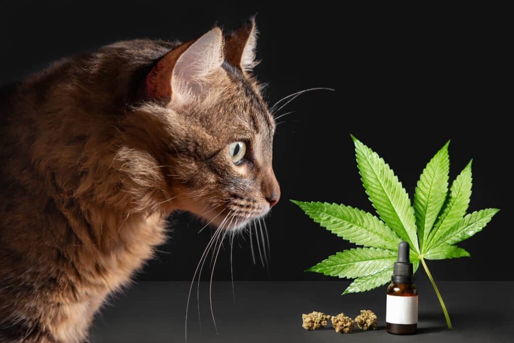 Huile CBD contre le cancer chez le chat